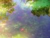 Les poissons rouge AC061